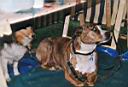 14 - Hunde am Infostand II - sml web.jpg
